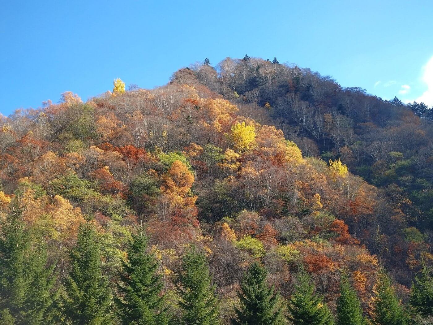 平湯温泉は紅葉終盤でございます！！