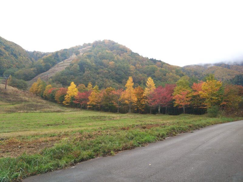 🍁2024年平湯温泉の紅葉状況　10/31現在🎑